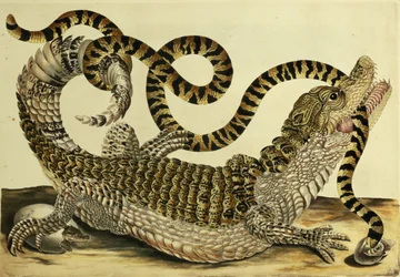 Alligator en Slang
